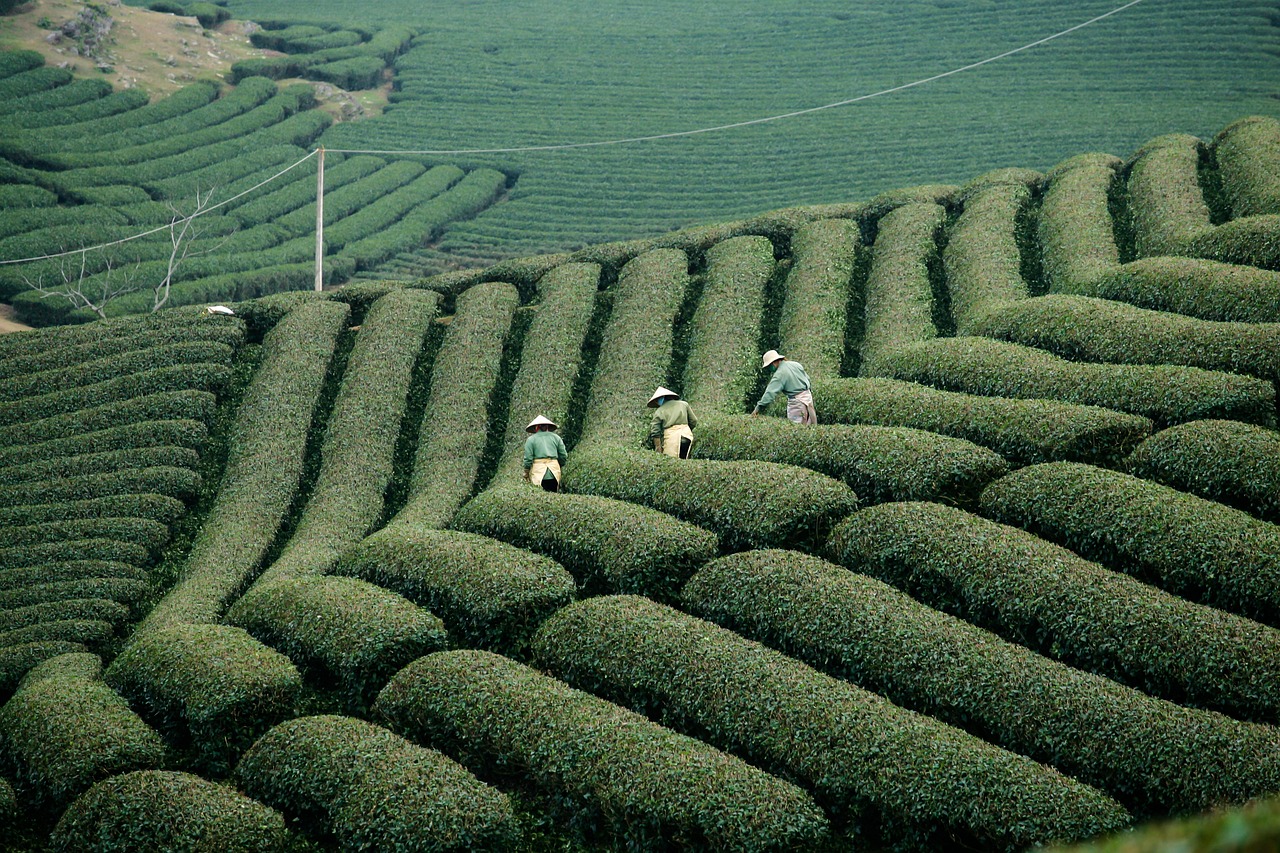 découvrez l'importance des plantations d'arbres pour l'environnement, la biodiversité et le bien-être des communautés. apprenez comment ces initiatives contribuent à la lutte contre le changement climatique et à la préservation de notre planète.