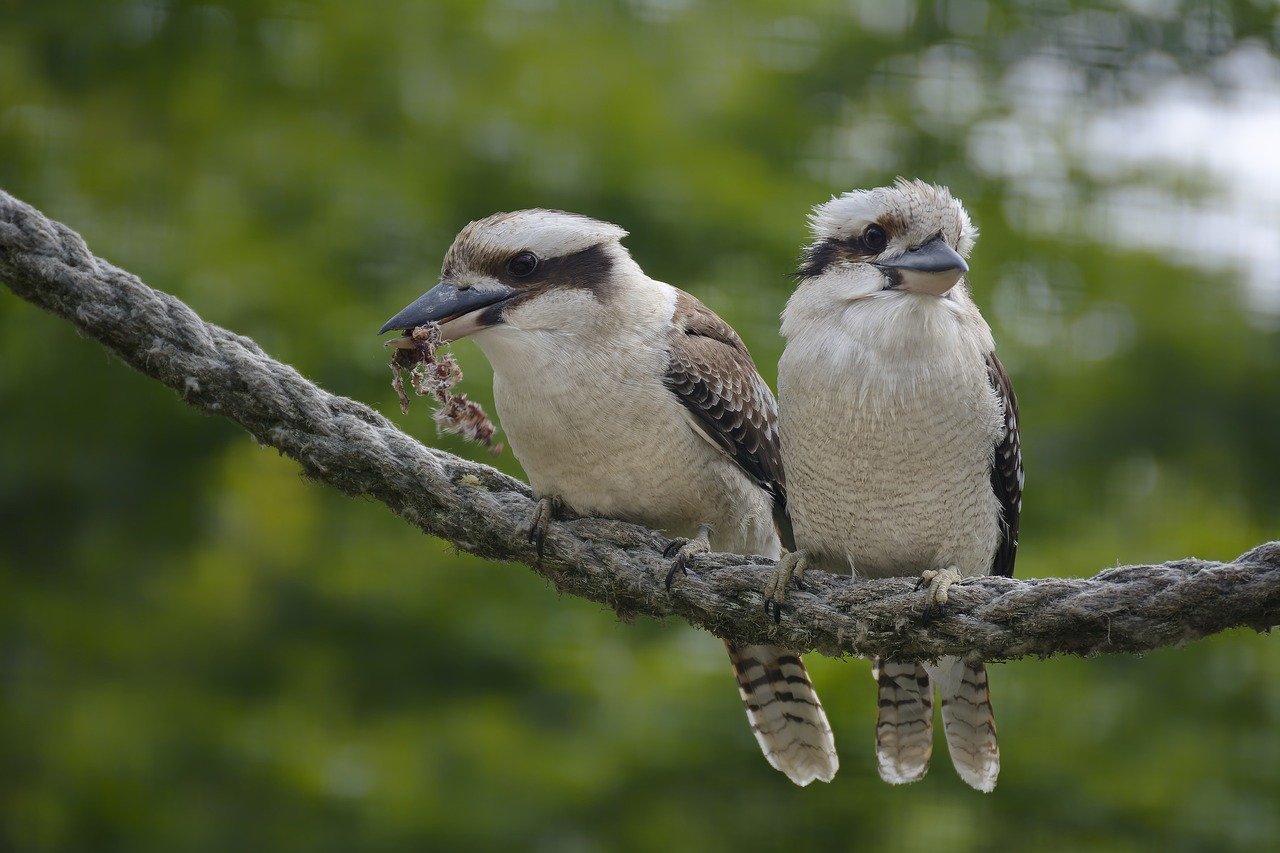 découvrez la beauté et la diversité de la faune sauvage à travers des récits captivants et des images époustouflantes. plongez dans l'univers fascinant des animaux et de leurs habitats, et apprenez comment les préserver pour les générations futures.