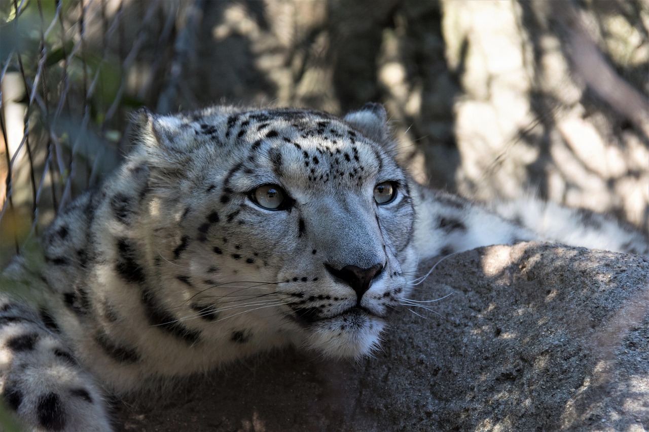 découvrez les espèces en danger d'extinction, leurs habitats menacés et les efforts de conservation pour préserver la biodiversité de notre planète. apprenez comment vous pouvez aider à protéger ces précieuses espèces.