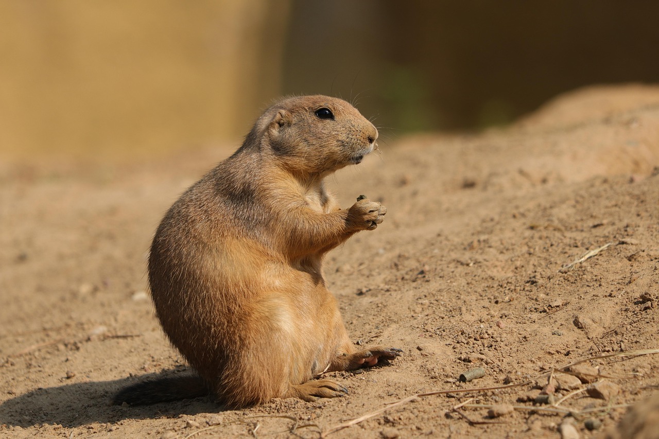 découvrez les espèces menacées, leur importance pour la biodiversité et les actions à entreprendre pour protéger ces animaux et plantes en danger. engagez-vous pour la préservation de notre planète.