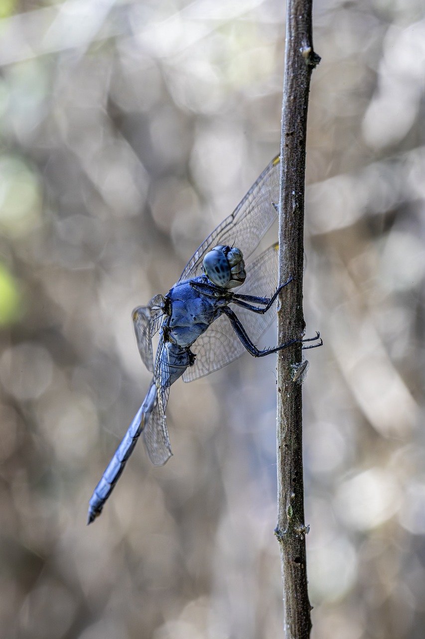 découvrez les initiatives et les stratégies essentielles pour la conservation des habitats naturels. ce guide met en lumière l'importance de protéger la biodiversité et de préserver les écosystèmes pour les générations futures.