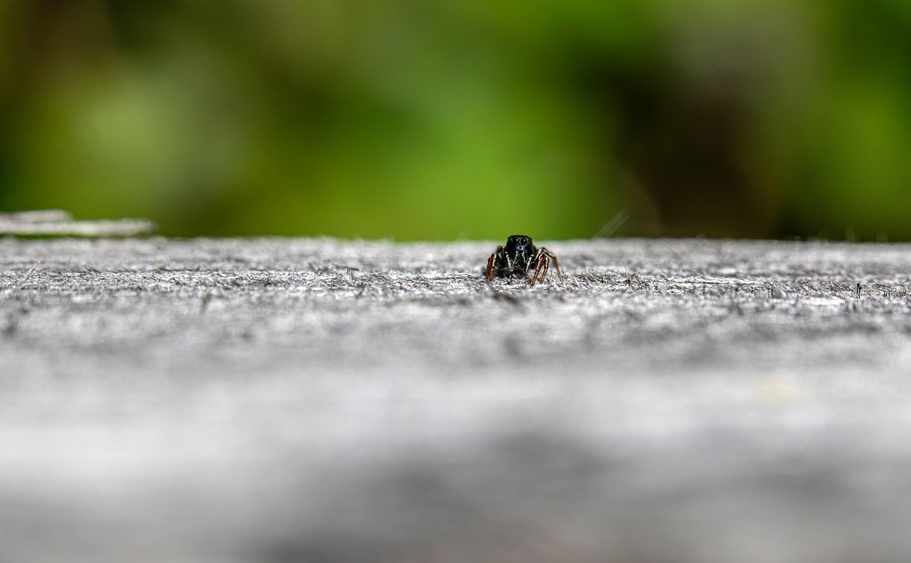 découvrez l'importance de la conservation des habitats pour préserver la biodiversité et maintenir les écosystèmes. apprenez comment des initiatives durables peuvent protéger les espèces menacées et garantir un avenir sain pour notre planète.