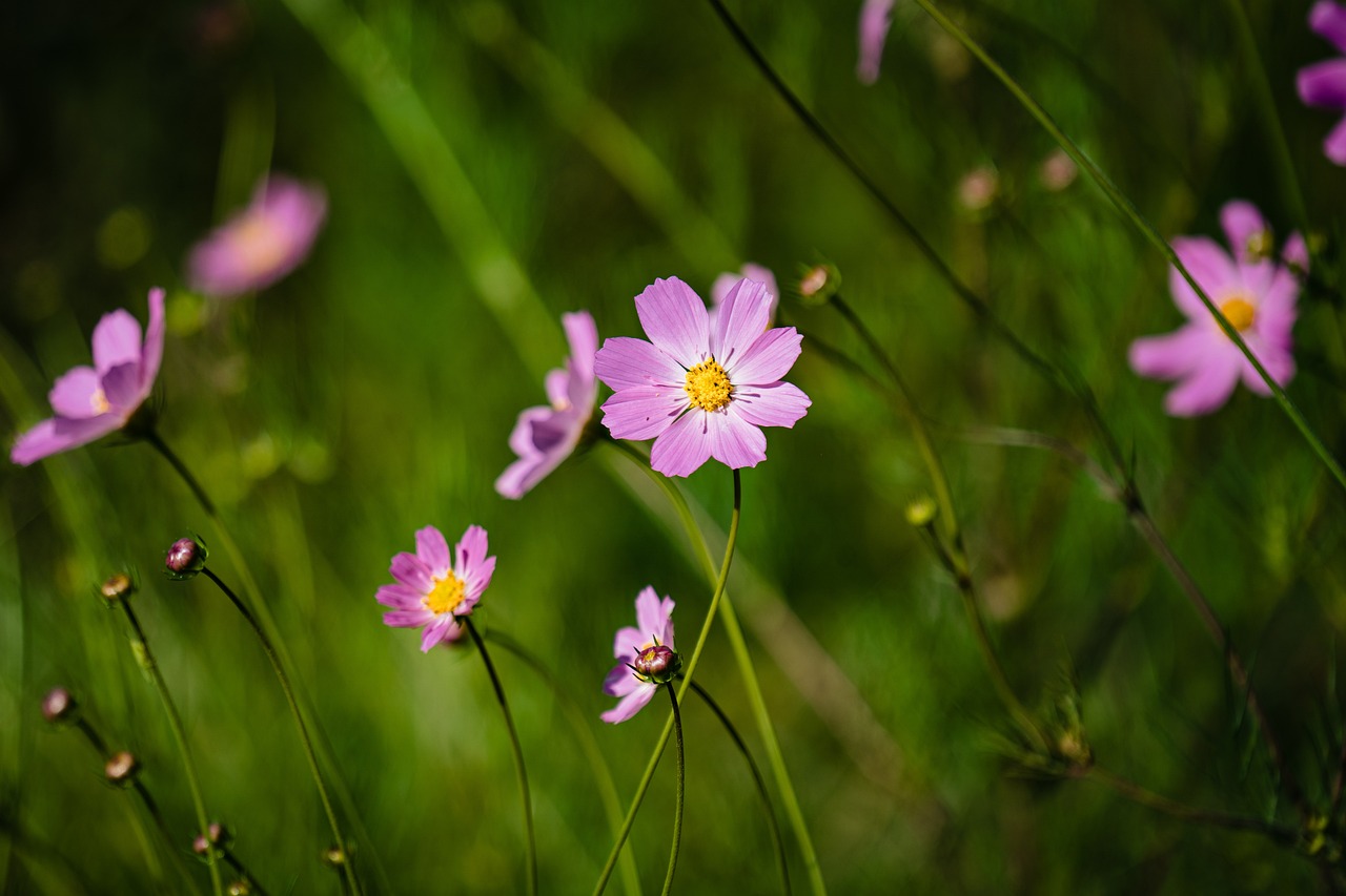 découvrez comment de petites actions quotidiennes peuvent transformer votre vie et améliorer votre bien-être. adoptez des habitudes simples et efficaces pour un changement durable.