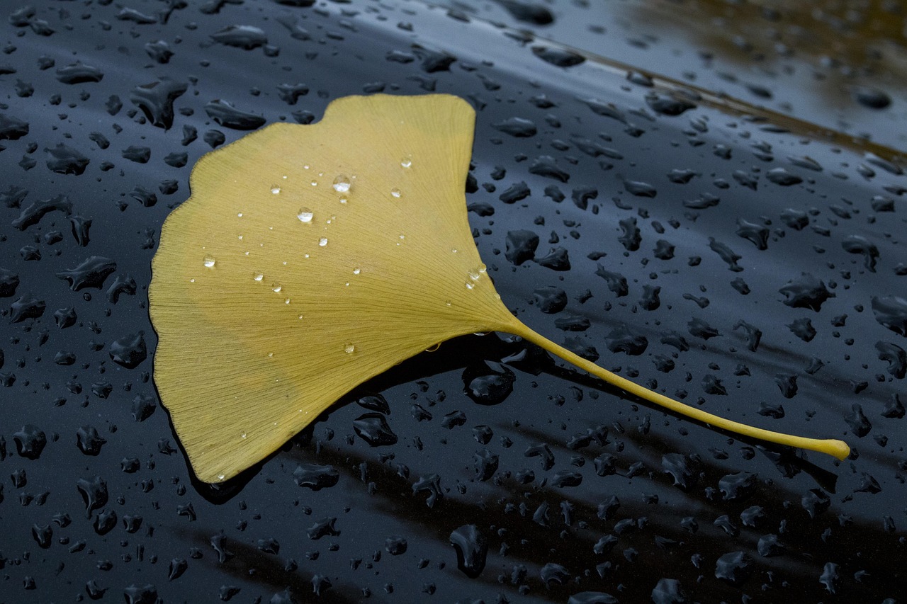 Récupérer l’eau de pluie : une solution pour le climat