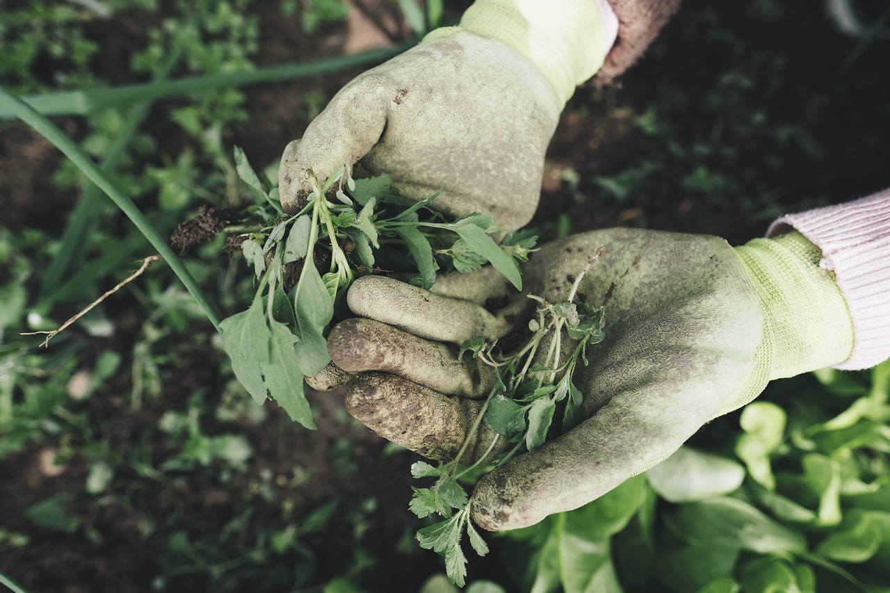 découvrez l'univers du jardinage : conseils pratiques, astuces et techniques pour entretenir vos espaces verts, cultiver vos plantes et transformer votre jardin en un havre de paix. apprenez à choisir les bonnes plantes et à créer des aménagements paysagers réussis avec nos guides détaillés.