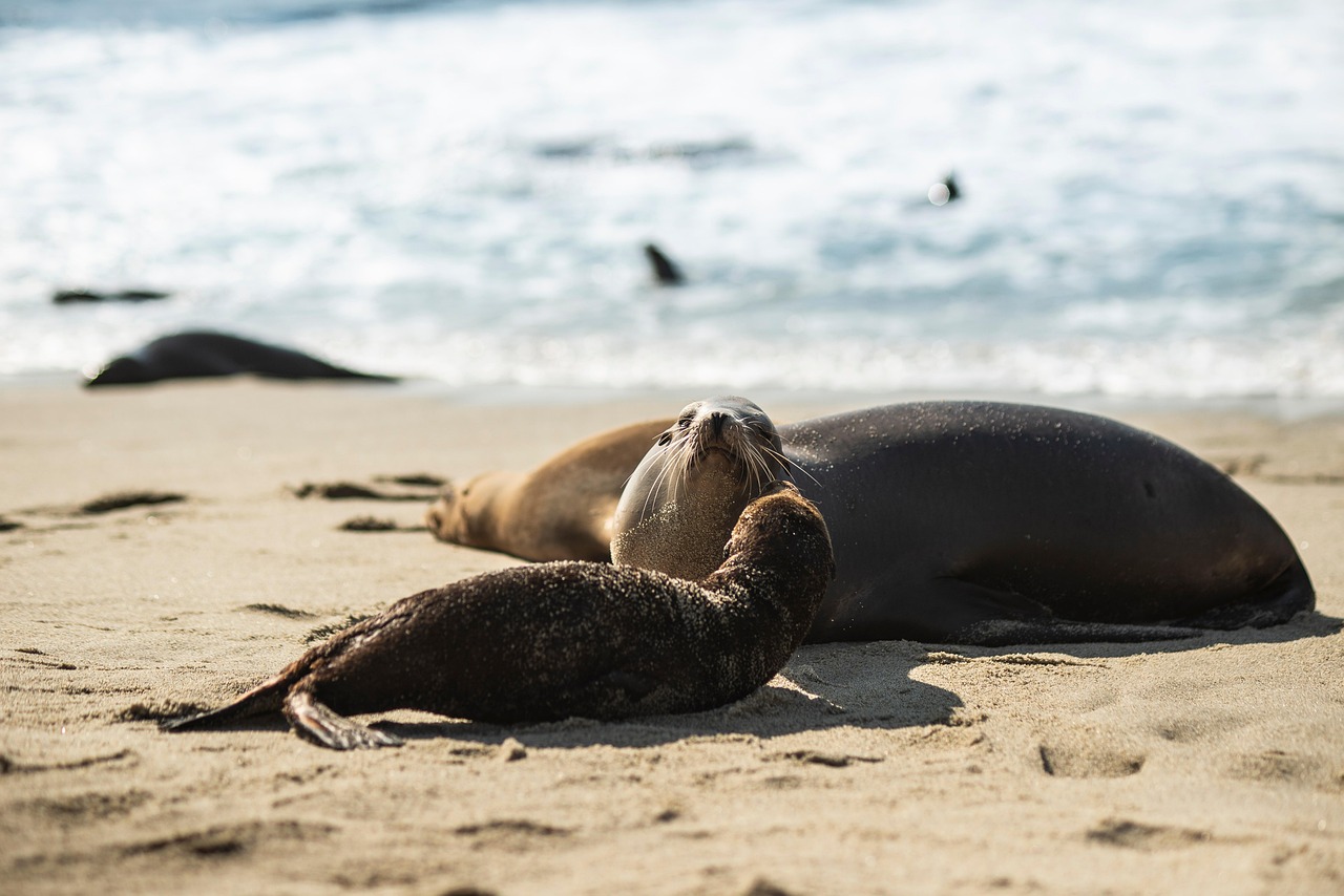 découvrez la majesté des océans, leur biodiversité fascinante et leur rôle essentiel dans la régulation du climat terrestre. explorez les merveilles sous-marines et apprenez comment protéger ces immenses vastes d'eau qui couvrent notre planète.