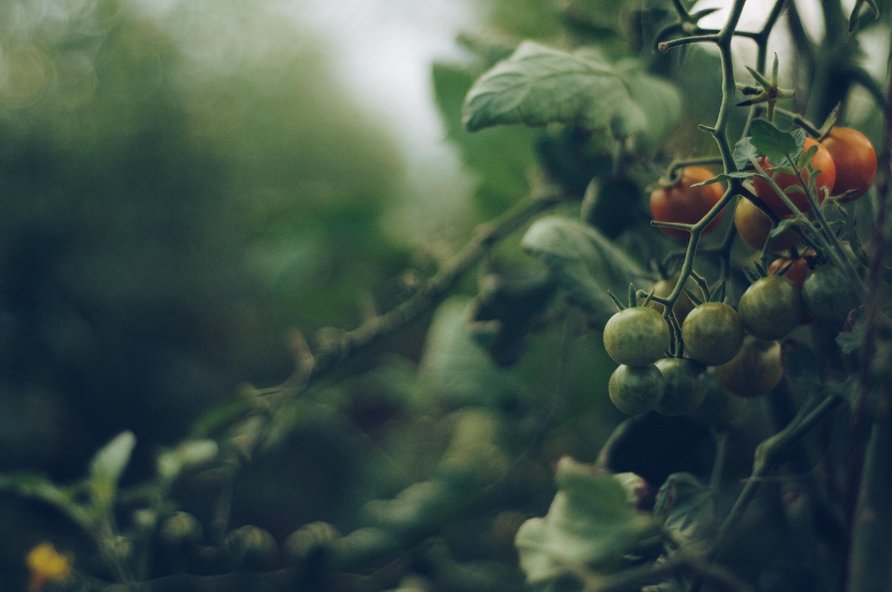 découvrez l'agriculture biologique, une méthode durable et respectueuse de l'environnement qui favorise la biodiversité et la santé des écosystèmes. apprenez comment elle contribue à produire des aliments sans pesticides ni engrais chimiques, tout en soutenant l'économie locale et en préservant notre planète.