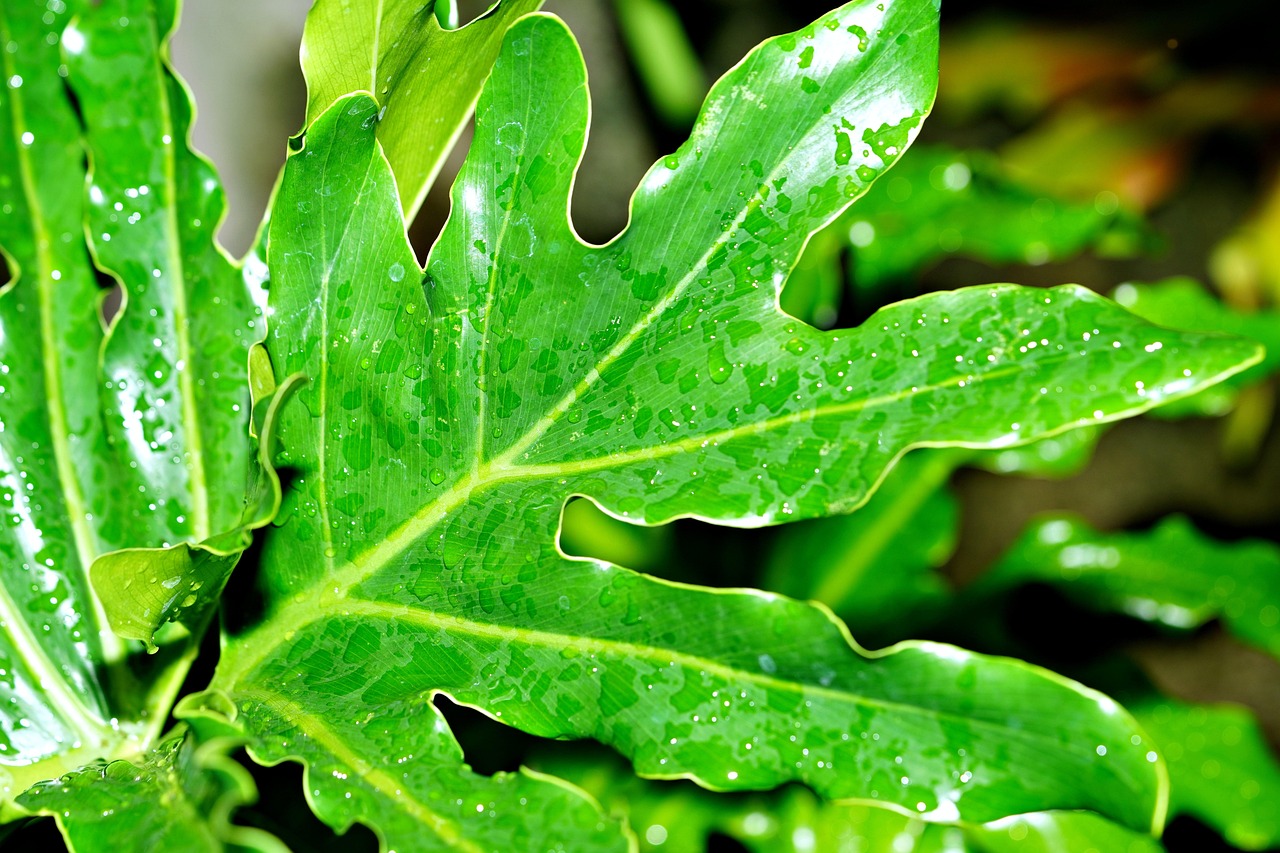 découvrez les avantages de la collecte des eaux de pluie, une solution durable pour économiser l'eau et préserver l'environnement. apprenez comment mettre en place un système efficace pour utiliser cette ressource naturelle dans votre quotidien.