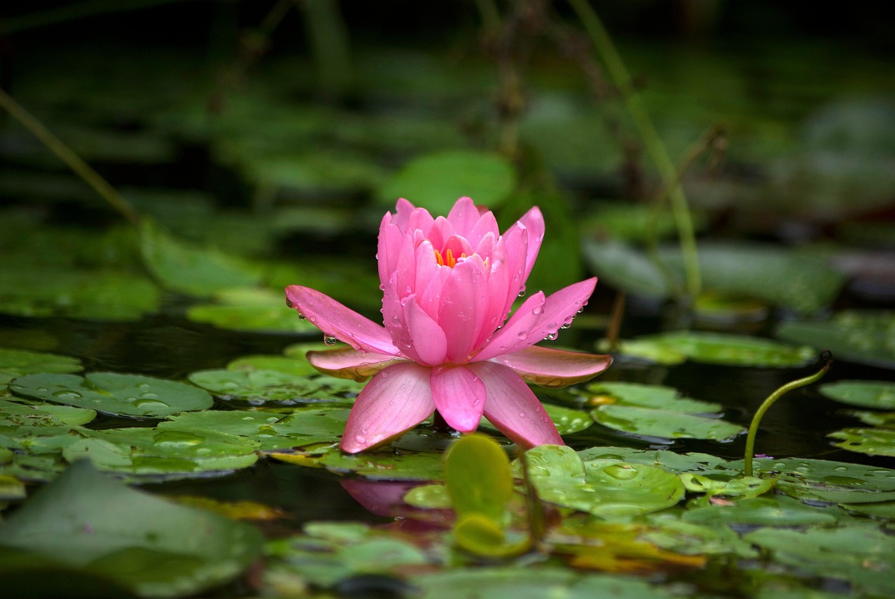 découvrez les avantages de la collecte des eaux de pluie, une solution écologique et économique pour réduire votre consommation d'eau et préserver la ressource naturelle. apprenez à configurer un système efficace et durable pour votre domicile ou votre jardin.