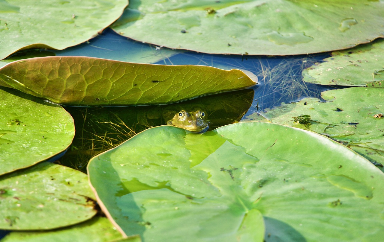 découvrez l'importance des écosystèmes dans la biodiversité et l'équilibre de notre planète. explorez les interactions entre les organismes et leur environnement, et apprenez comment protéger ces systèmes essentiels pour les générations futures.