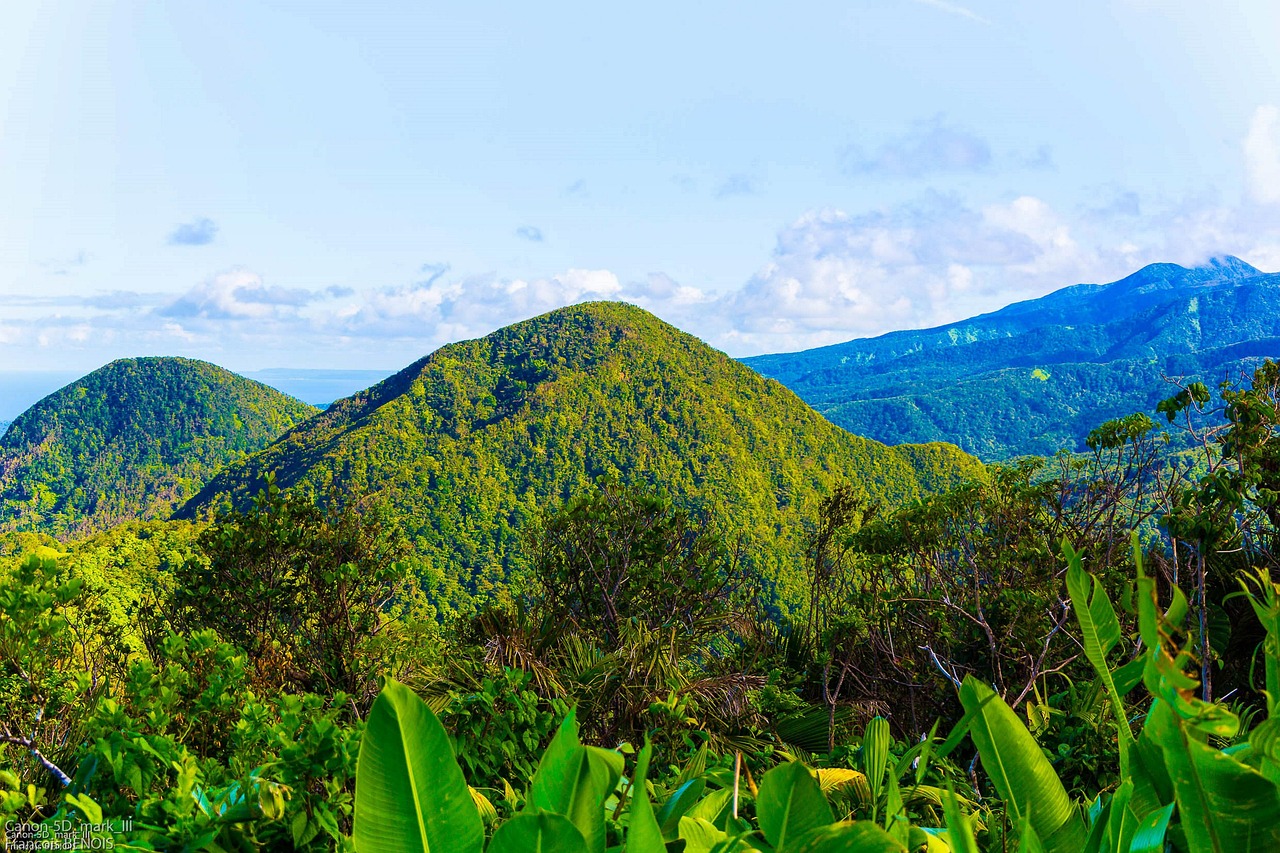 Life Adapt’Island : la Guadeloupe pionnière des réponses écologiques au changement climatique