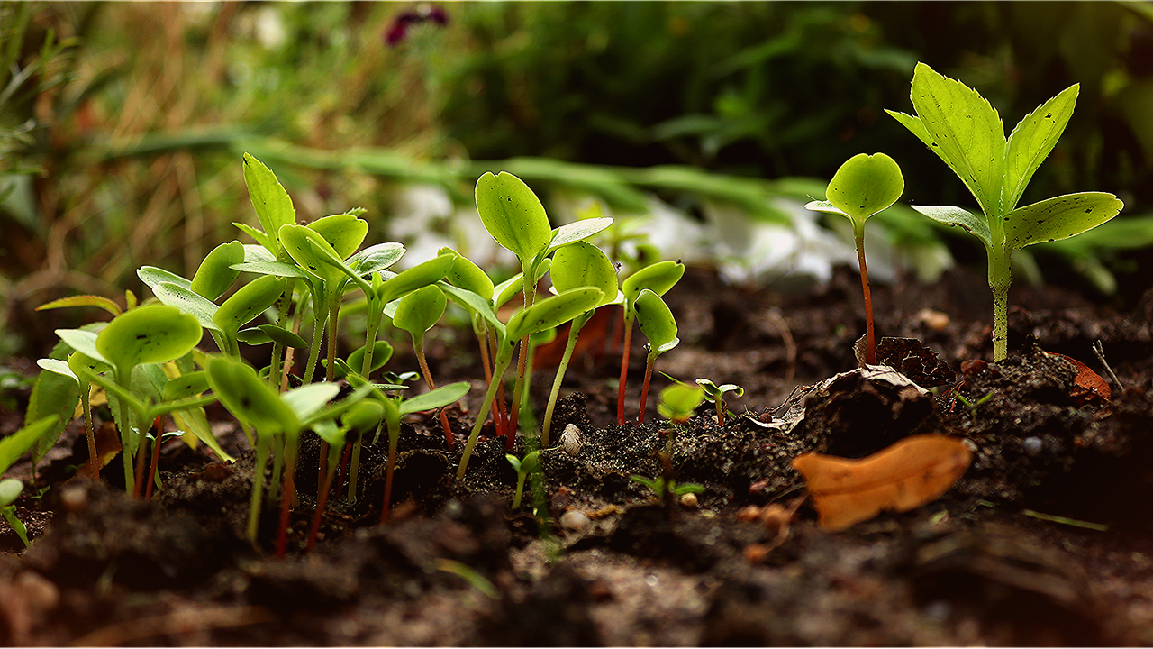 Permaculture : Une approche durable pour transformer votre jardin en écosystème florissant