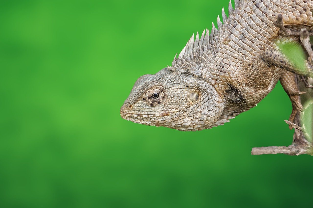 Restauration de la biodiversité : enjeux et solutions pour un avenir durable