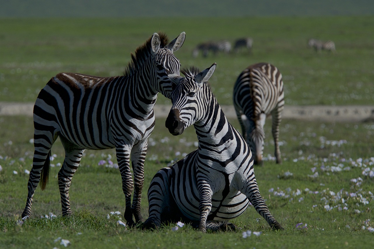 découvrez l'importance de la biodiversité pour notre planète, son rôle crucial dans les écosystèmes et les actions à entreprendre pour la protéger et la préserver pour les générations futures.