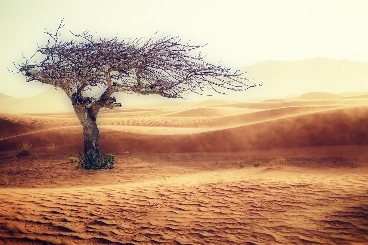 découvrez l'impact du changement climatique sur notre planète et les actions essentielles à entreprendre pour préserver l'environnement. informez-vous sur les causes, les conséquences et les solutions pour lutter contre ce défi mondial.