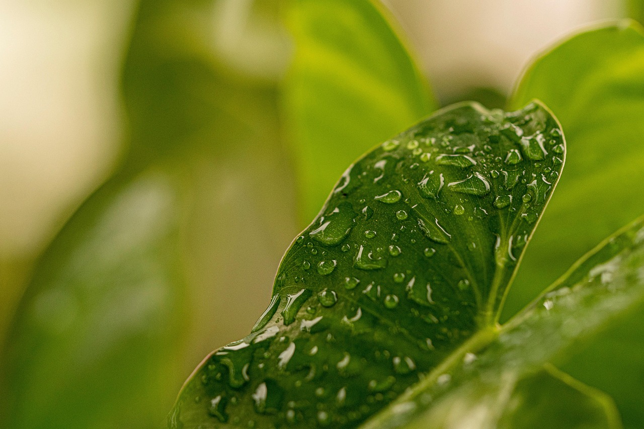 découvrez l'importance de l'environnement et ses enjeux majeurs. explorez les solutions durables pour préserver notre planète et apprenez comment chaque geste compte pour un avenir meilleur.