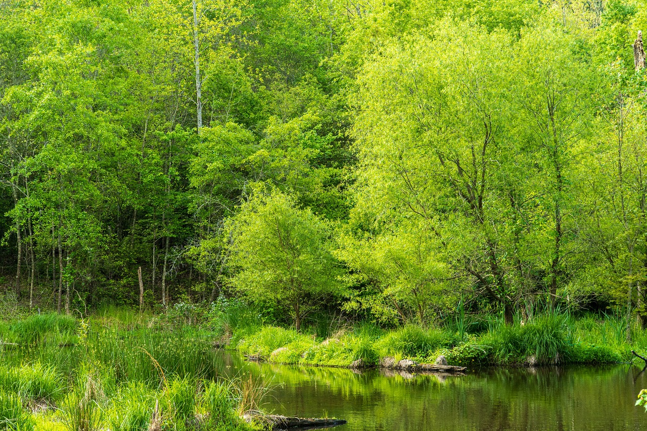 découvrez des stratégies innovantes et des actions concrètes pour la conservation de l'environnement. engagez-vous pour la protection de notre planète et apprenez comment chaque geste compte pour préserver la biodiversité et lutter contre le changement climatique.