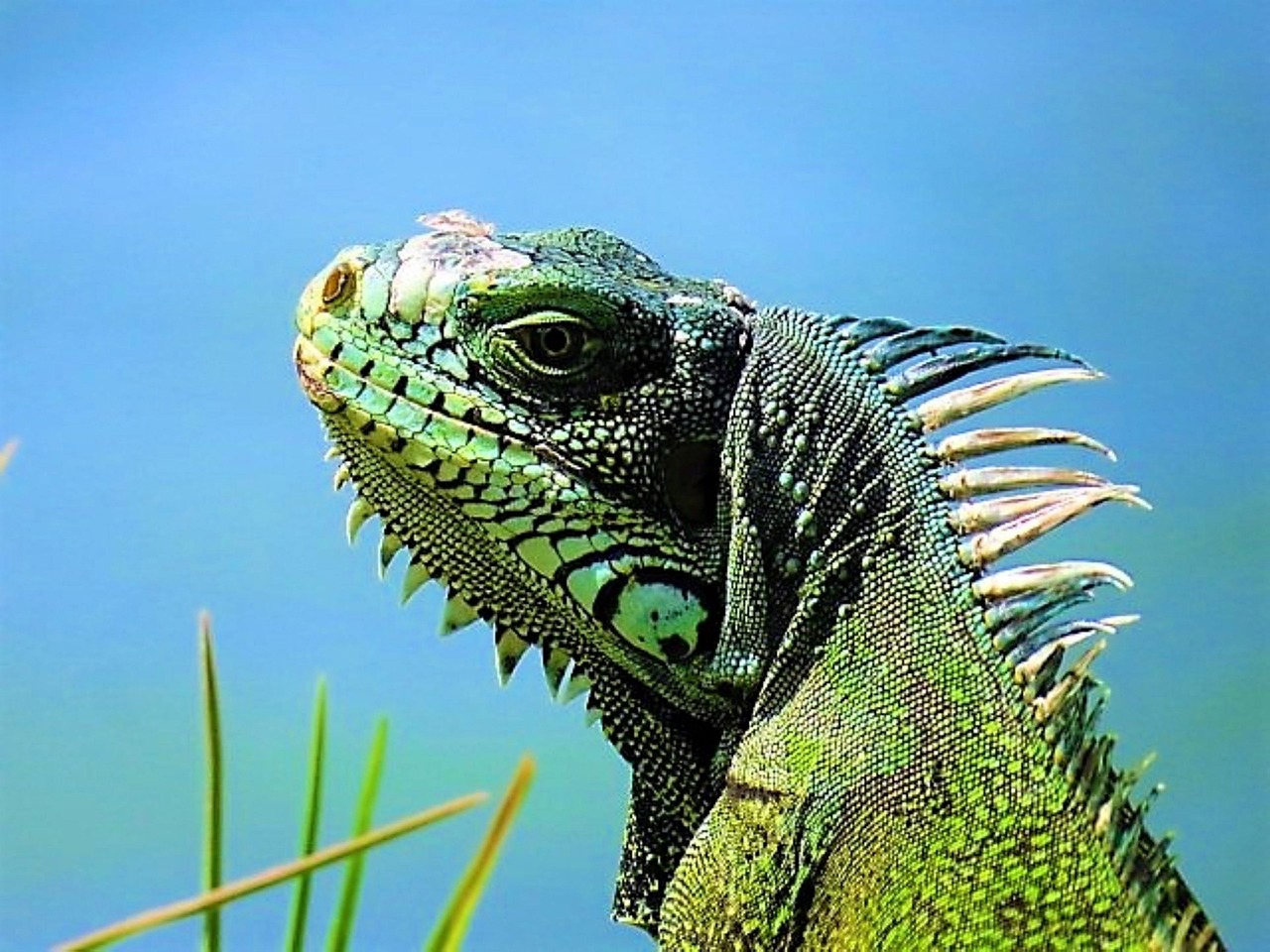 découvrez la beauté envoûtante de la guadeloupe, une perle des caraïbes où plages de sable blanc, nature luxuriante et culture vibrante se rencontrent. explorez ses îles, savourez la cuisine locale et laissez-vous séduire par l'hospitalité de ses habitants.