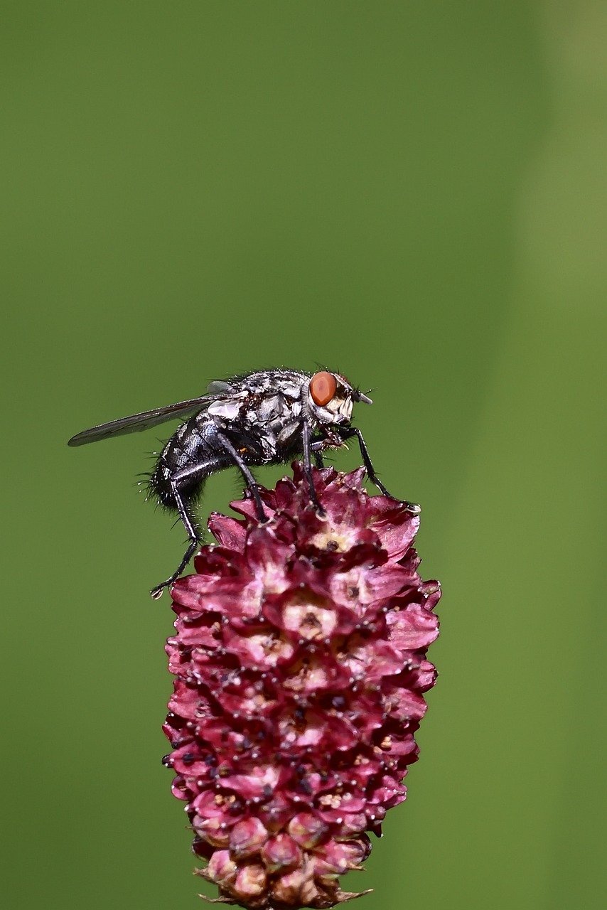 découvrez le fascinant monde des insectes, ces créatures étonnantes qui jouent un rôle essentiel dans nos écosystèmes. apprenez tout sur leur diversité, leurs comportements et leur impact sur notre environnement.
