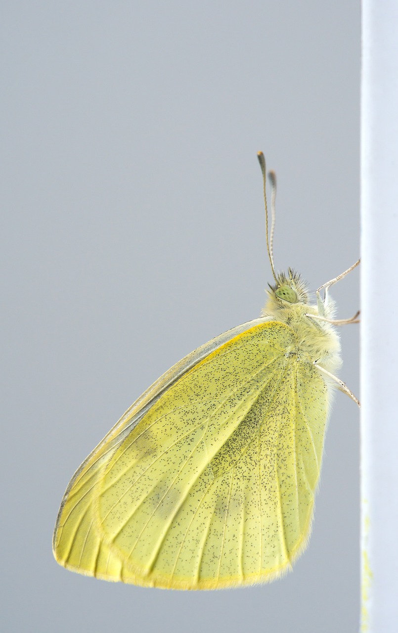 découvrez le fascinant monde des insectes, leurs rôles essentiels dans l'écosystème, leur diversité incroyable et les mystères de leur comportement. explorez des faits captivants et apprenez à apprécier ces créatures souvent ignorées mais essentielles à notre environnement.