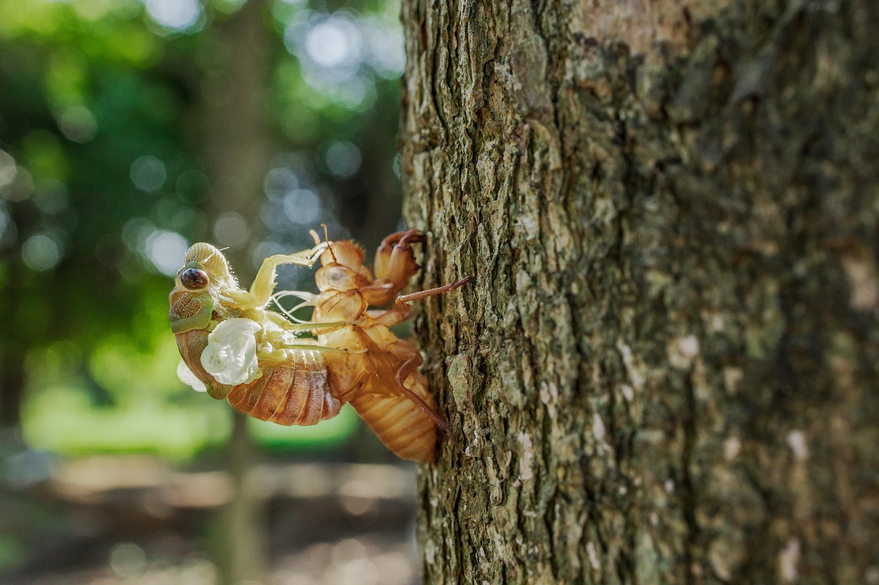 découvrez le fascinant monde des insectes, ces petites créatures aux rôles essentiels dans nos écosystèmes. apprenez leur classification, leurs habitats variés, et leur impact sur la biodiversité. explorez les secrets des insectes et émerveillez-vous devant leur diversité.