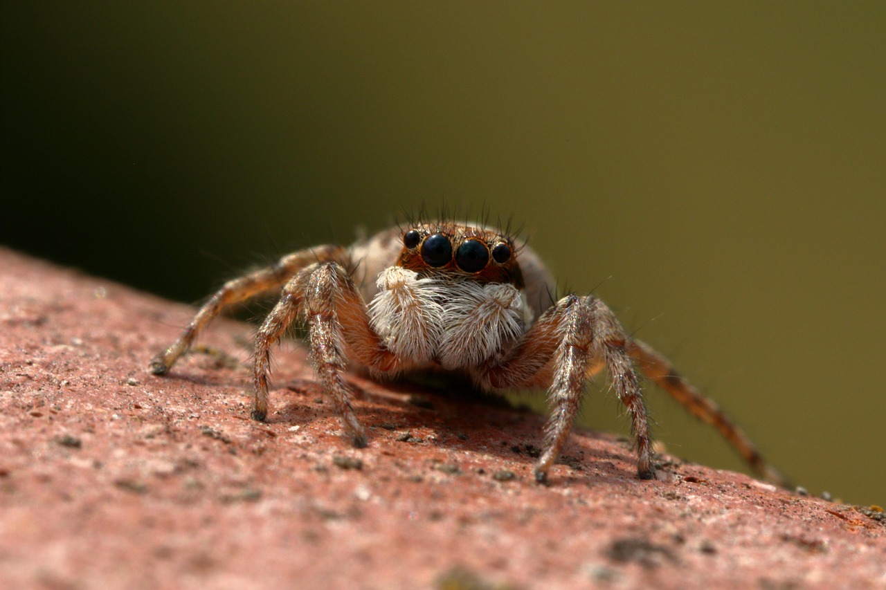 découvrez le fascinant monde des insectes, des créatures aux multiples facettes qui jouent un rôle essentiel dans notre écosystème. apprenez-en davantage sur leur diversité, leur habitat et leur impact sur l'environnement.