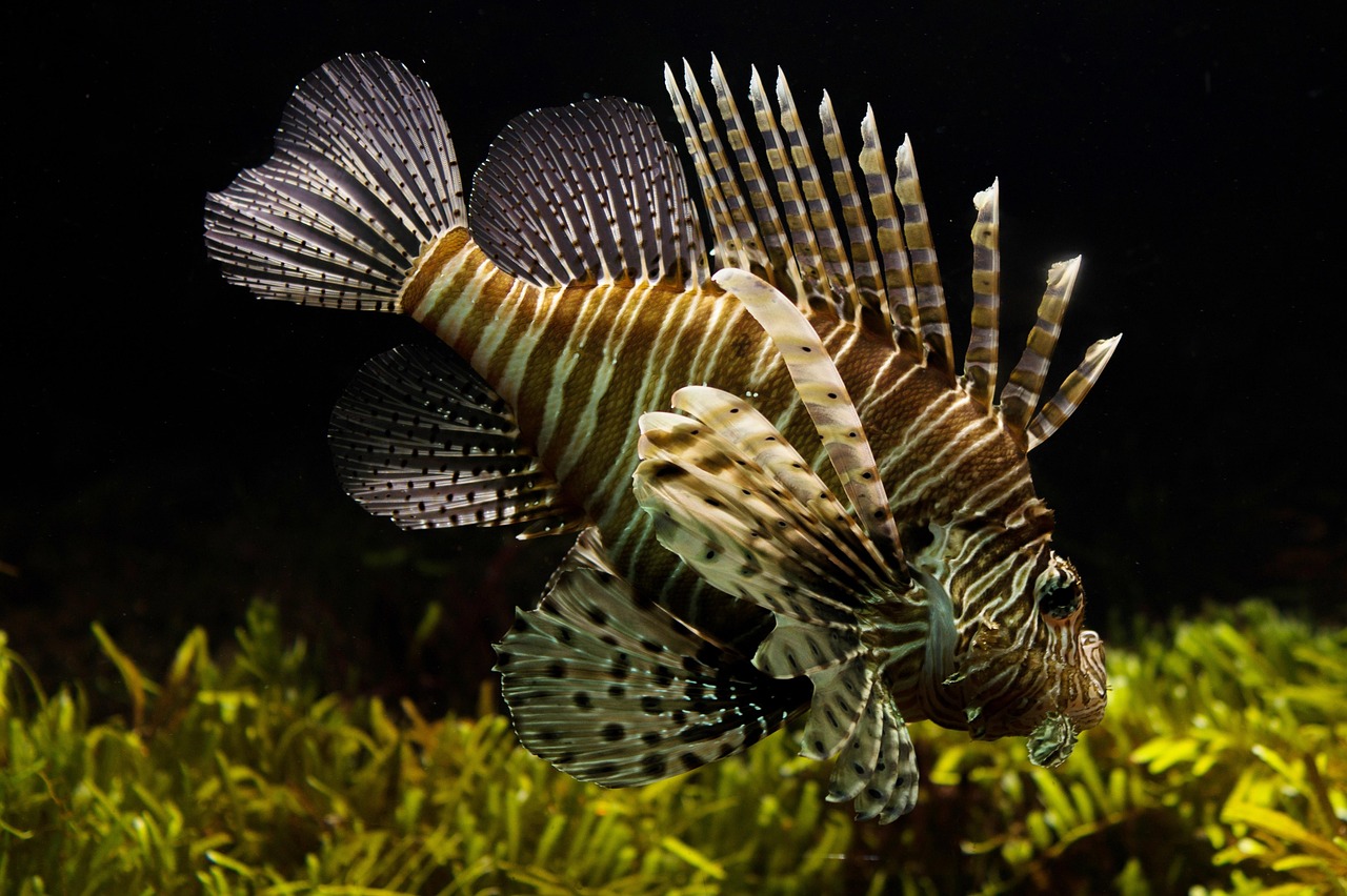 découvrez les écosystèmes marins, leur diversité incroyable et leur importance cruciale pour la planète. apprenez comment ces habitats sous-marins soutiennent la vie marine, régulent le climat et sont menacés par l'activité humaine.