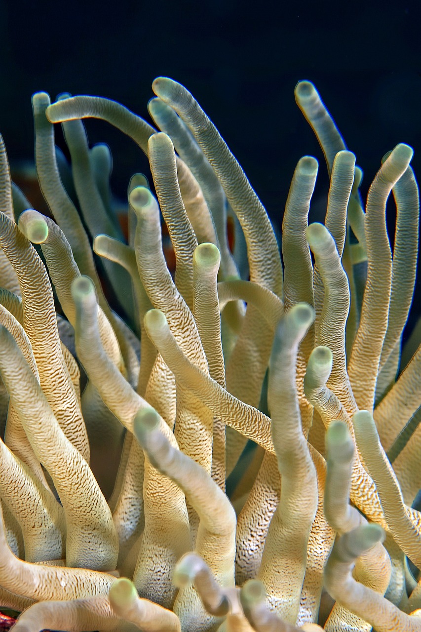 découvrez la richesse et la diversité des écosystèmes marins, leur importance pour l'équilibre de notre planète et les menaces qui pèsent sur eux. plongez dans un monde fascinant où chaque espèce joue un rôle vital dans la santé des océans.