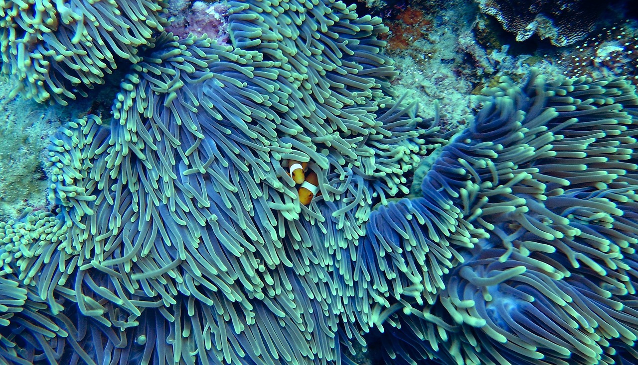 découvrez la richesse et la diversité des écosystèmes marins, des récifs coralliens aux forêts de kelp, et explorez l'importance de ces habitats pour la biodiversité et la santé de notre planète. apprenez comment la préservation de ces écosystèmes est essentielle face aux défis environnementaux actuels.