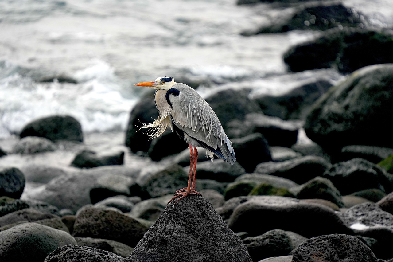 découvrez l'univers fascinant des écosystèmes marins, où la biodiversité marine prospère. explorez les interactions entre les espèces, leur rôle vital dans l'équilibre de notre planète et l'importance de leur protection face aux menaces contemporaines.