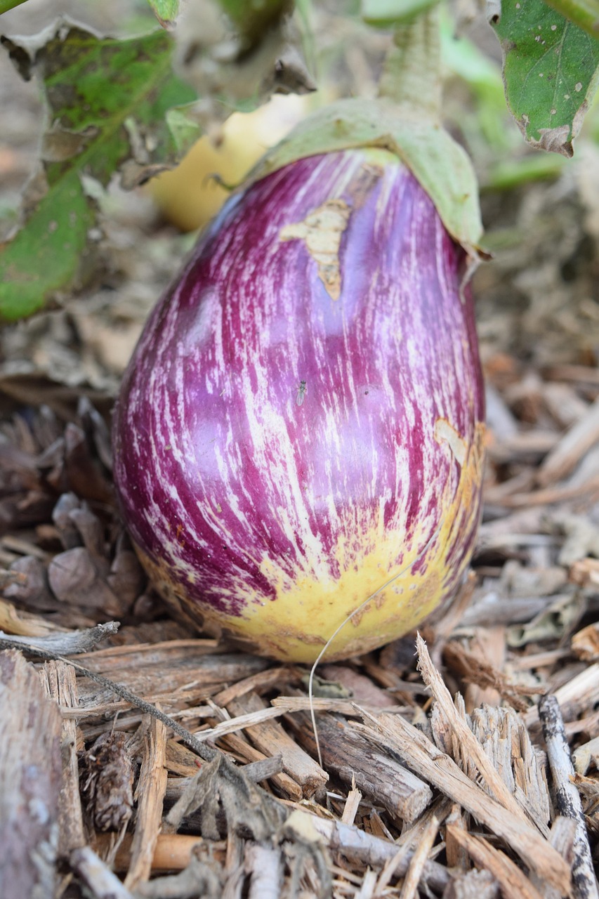 découvrez les principes de la permaculture, une méthode de culture durable qui respecte l'environnement et favorise la biodiversité. apprenez à créer des écosystèmes agricoles productifs et résilients tout en minimisant l'impact écologique. transformez votre jardin en un véritable havre de paix et d'abondance grâce à des techniques innovantes et naturelles.
