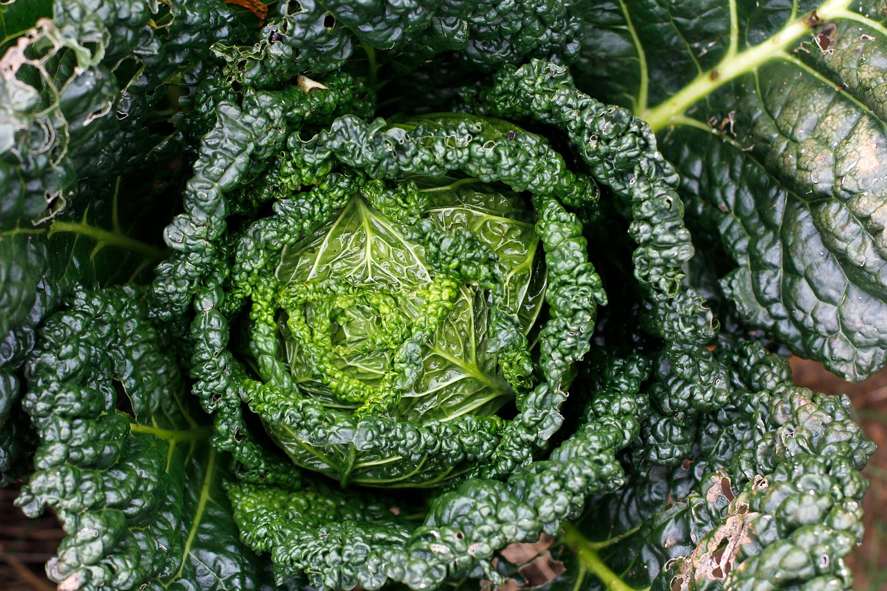découvrez les principes de la permaculture, une méthode durable et écologique permettant de cultiver efficacement tout en respectant l'environnement. apprenez à concevoir des systèmes d'agriculture régénératifs qui favorisent la biodiversité et l'autosuffisance. transformez votre jardin en un écosystème productif et harmonieux.