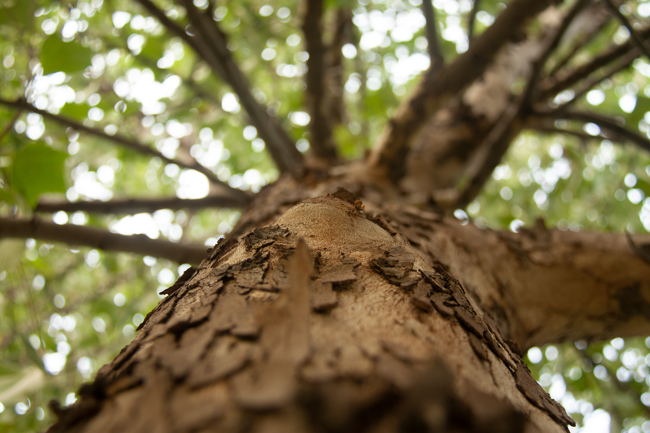 découvrez l'importance de la reforestation pour notre planète. apprenez comment cette pratique essentielle contribue à la lutte contre le changement climatique, protège la biodiversité et revitalise les écosystèmes. rejoignez le mouvement en soutenant des projets de reforestation et participez à la création d'un avenir plus vert.
