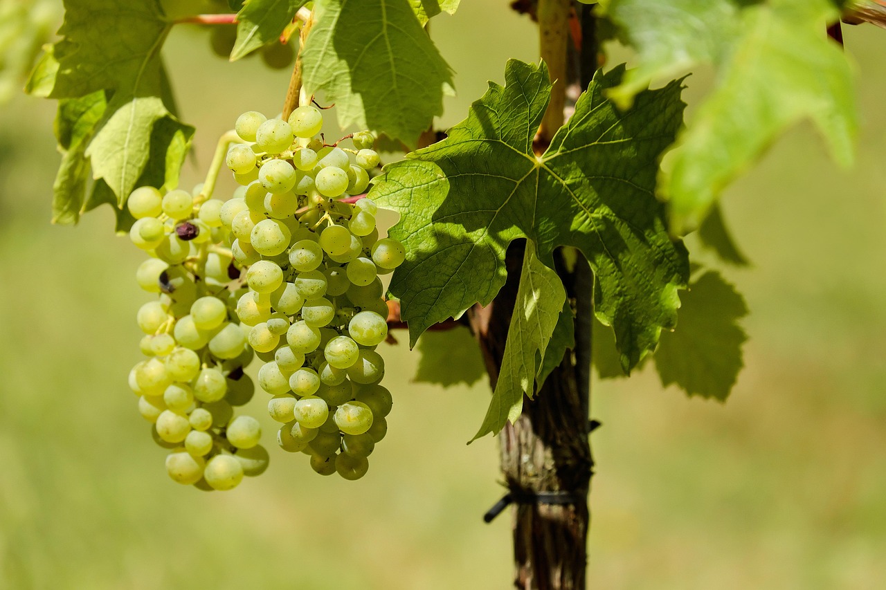 découvrez l'agriculture durable : une approche innovante qui préserve l'environnement tout en garantissant la production alimentaire. apprenez comment adopter des pratiques agricoles responsables pour un avenir plus vert et durable.