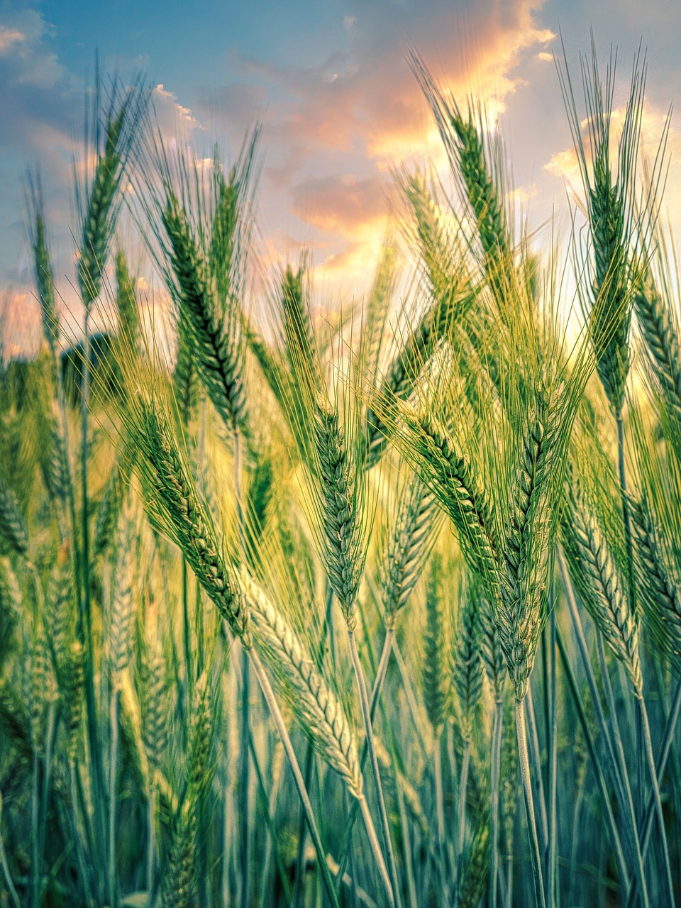 découvrez les principes de l'agriculture durable, une approche innovante qui respecte l'environnement tout en garantissant la sécurité alimentaire. explorez les techniques, les bénéfices et l'importance d'adopter des pratiques agricoles écoresponsables pour un avenir meilleur.