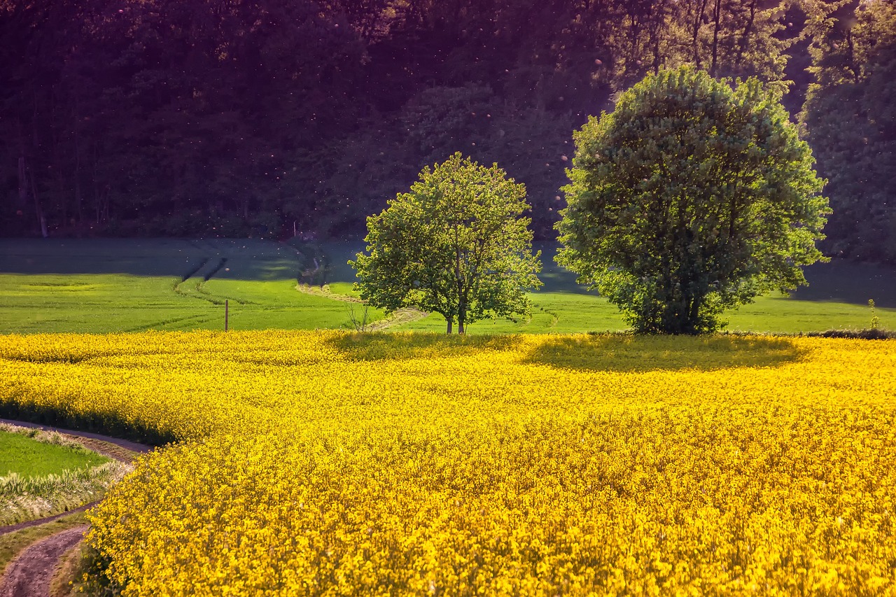 découvrez comment l'agriculture durable transforme nos pratiques agricoles pour un avenir plus respectueux de l'environnement. apprenez des techniques innovantes qui préservent les ressources naturelles tout en garantissant des récoltes abondantes.
