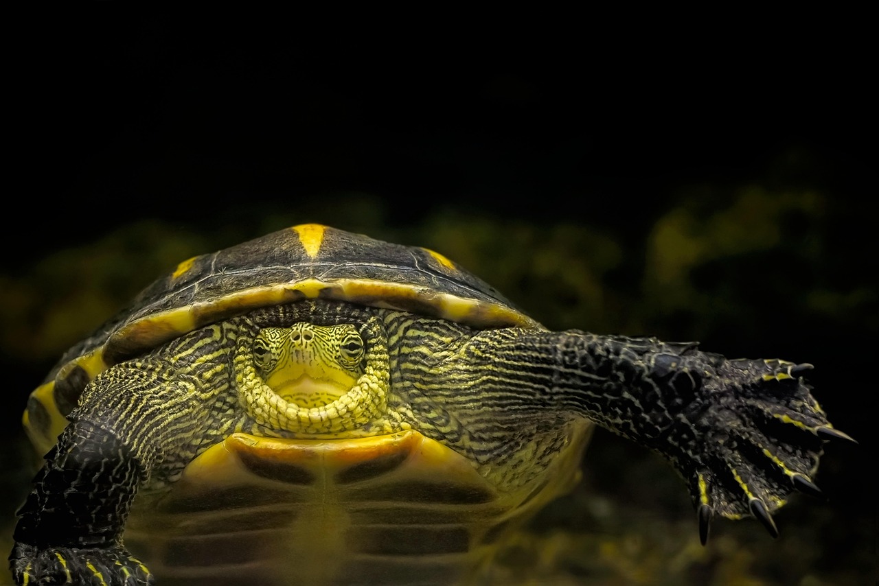 découvrez l'importance de la conservation de l'eau et les stratégies pour réduire votre consommation. apprenez des méthodes simples et efficaces pour préserver cette ressource précieuse et contribuer à un avenir durable.