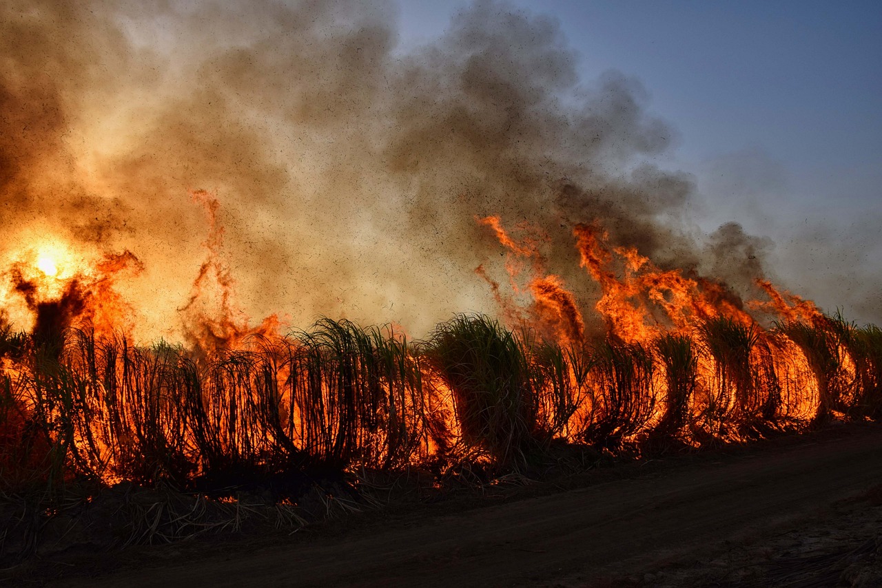 découvrez tout ce qu'il faut savoir sur les incendies de forêt : causes, conséquences et mesures de prévention. apprenez comment protéger notre environnement face à ce fléau grandissant.