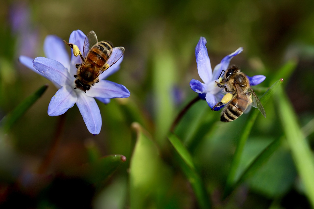 découvrez l'importance de la biodiversité et son rôle essentiel dans l'équilibre des écosystèmes. apprenez comment protéger les espèces et préserver notre planète pour les générations futures.