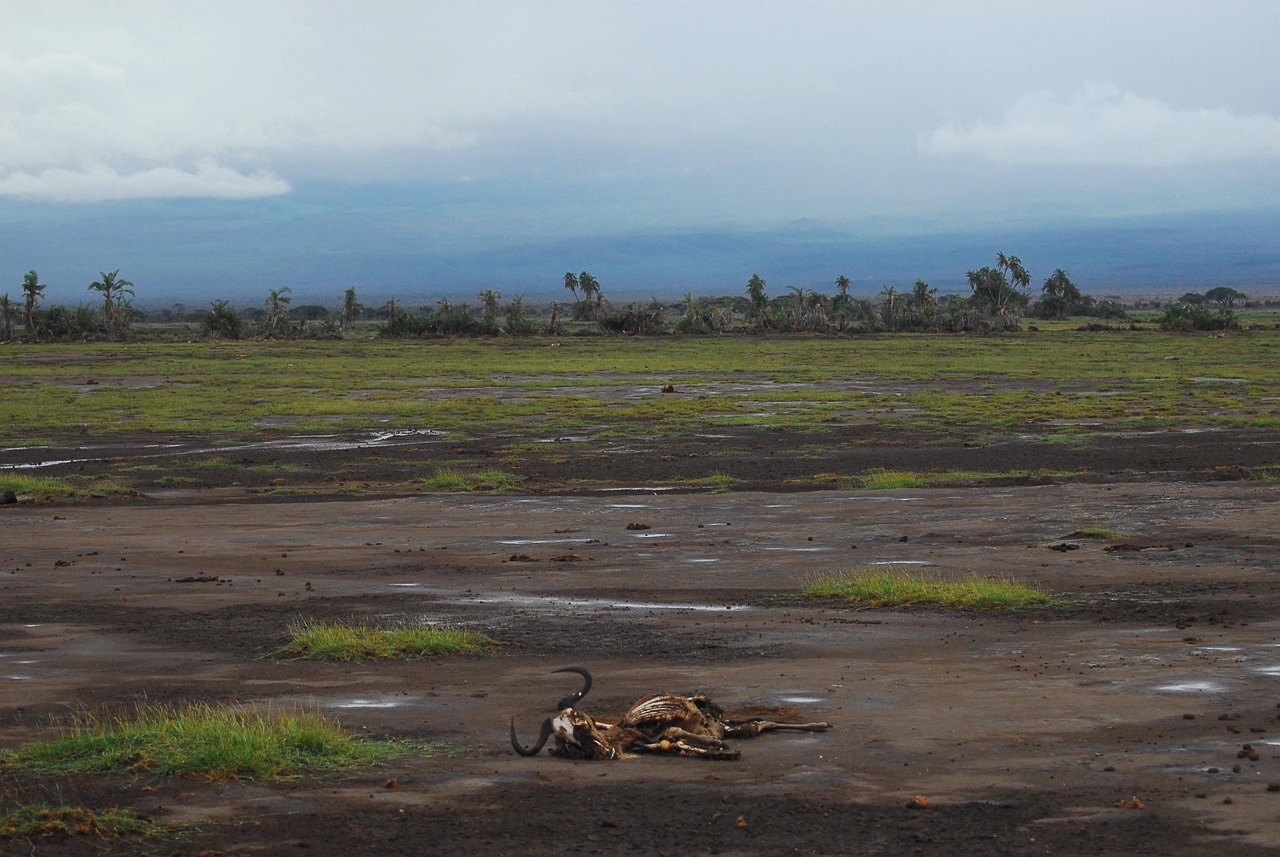 découvrez les enjeux de la crise climatique : ses causes, ses impacts sur notre planète et les solutions pour un avenir durable. engagez-vous dans la lutte contre le changement climatique et participez à la protection de notre environnement.