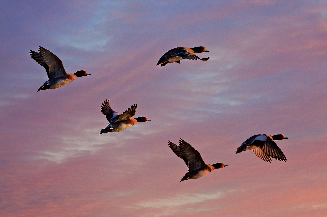 découvrez les enjeux de la migration climatique, un phénomène croissant qui affecte des millions de personnes à travers le monde, provoqué par les changements environnementaux, les catastrophes naturelles et la recherche de conditions de vie plus durables.