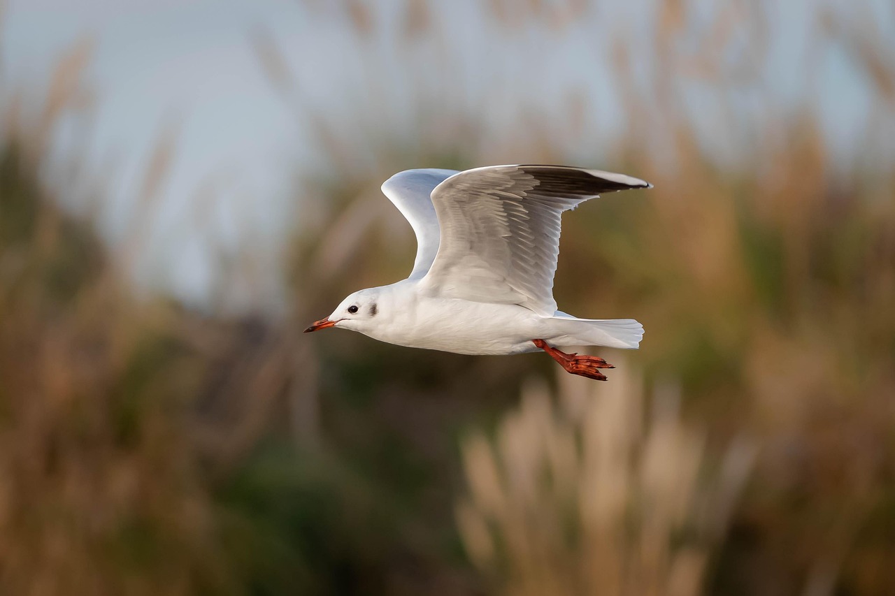 découvrez l'essence de la beauté côtière avec notre guide sur les paysages marins, les activités nautiques et les destinations balnéaires incontournables. plongez dans l'univers apaisant des côtes, où mer et nature se rencontrent pour des expériences inoubliables.
