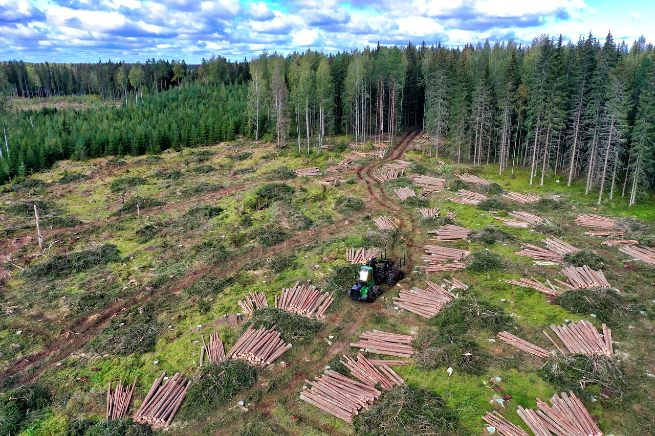 découvrez l'univers de la foresterie : techniques de gestion durable des forêts, importance de la biodiversité et défis environnementaux. apprenez comment la foresterie contribue à la préservation des écosystèmes et au développement durable.