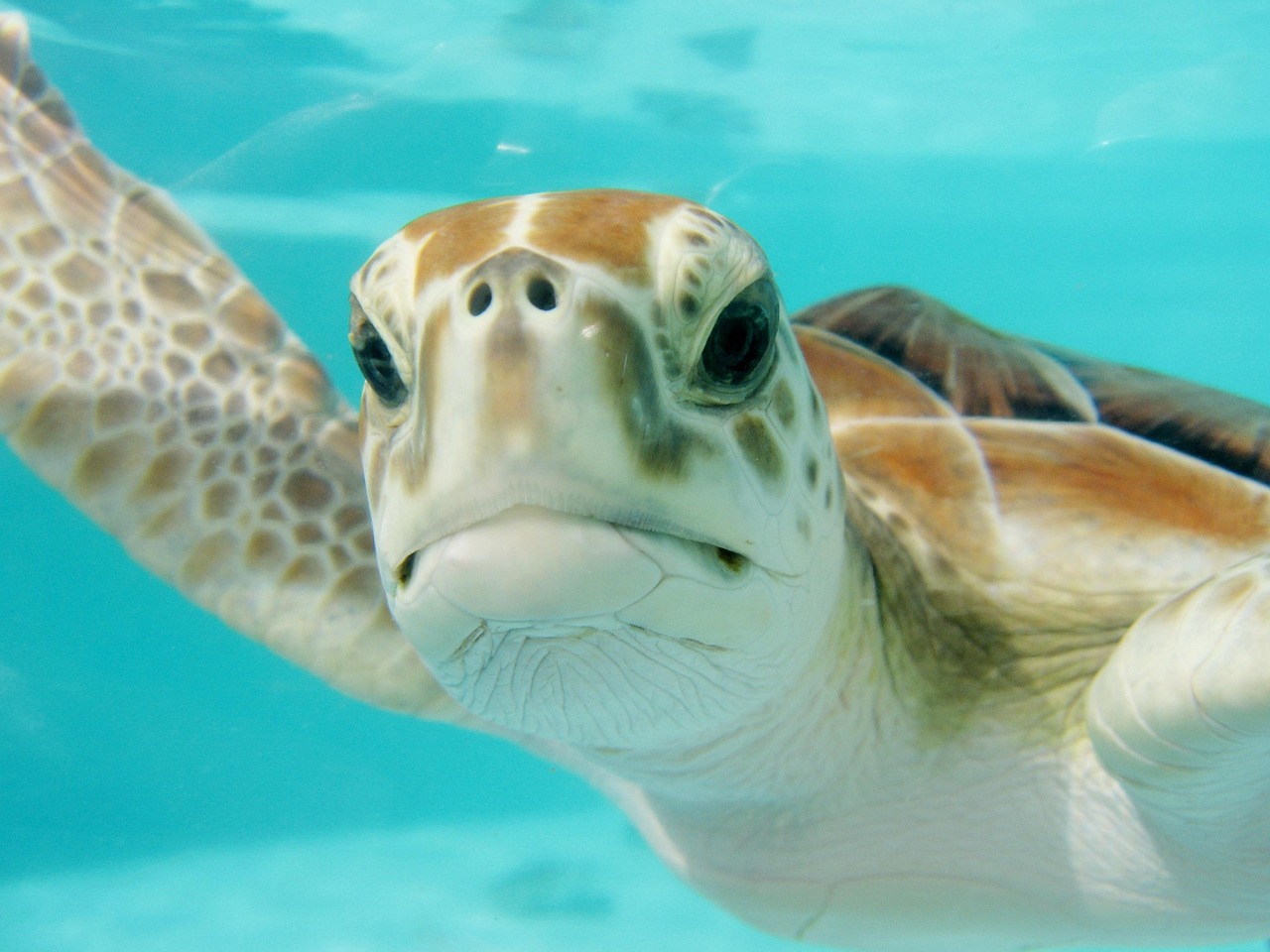 découvrez les ressources marines essentielles et leur importance pour l'écologie et l'économie. explorez la biodiversité marine, les techniques de durabilité et les innovations pour une gestion responsable des océans.
