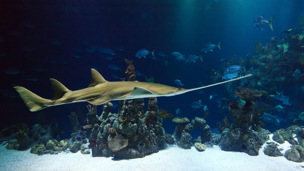 découvrez la richesse des ressources marines : poissons, coraux et biodiversité océanique. apprenez comment préserver ces trésors de la mer pour les générations futures.