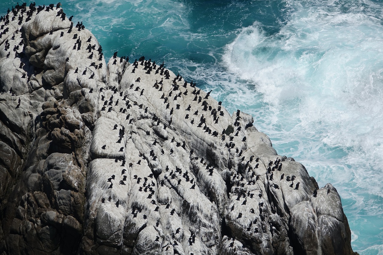 découvrez la beauté et la diversité des océans, leurs écosystèmes fascinants, ainsi que les défis environnementaux auxquels ils font face. plongez dans un monde aquatique riche en merveilles naturelles et apprenez comment préserver ces précieux milieux marins.