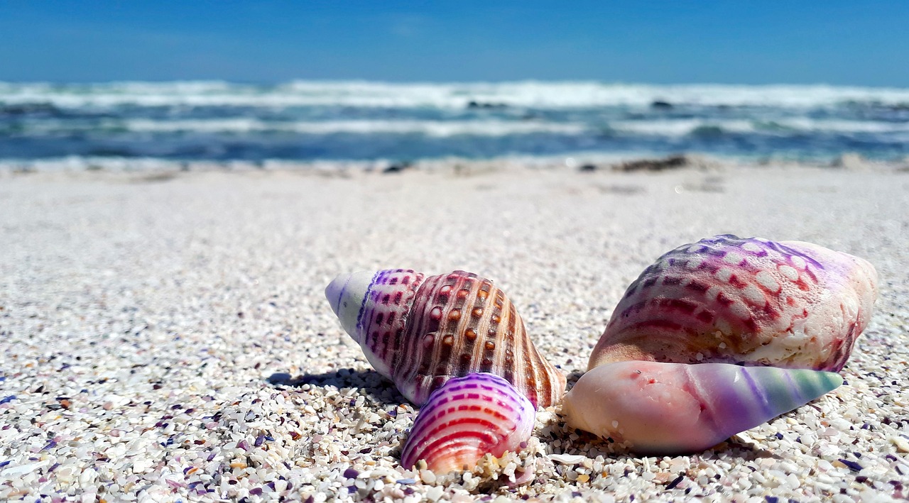 découvrez l'immensité des océans, ces vastes étendues d'eau qui couvrent 71 % de notre planète. explorez la biodiversité marine, les écosystèmes fascinants, et l'importance des océans dans la régulation du climat et la vie terrestre.
