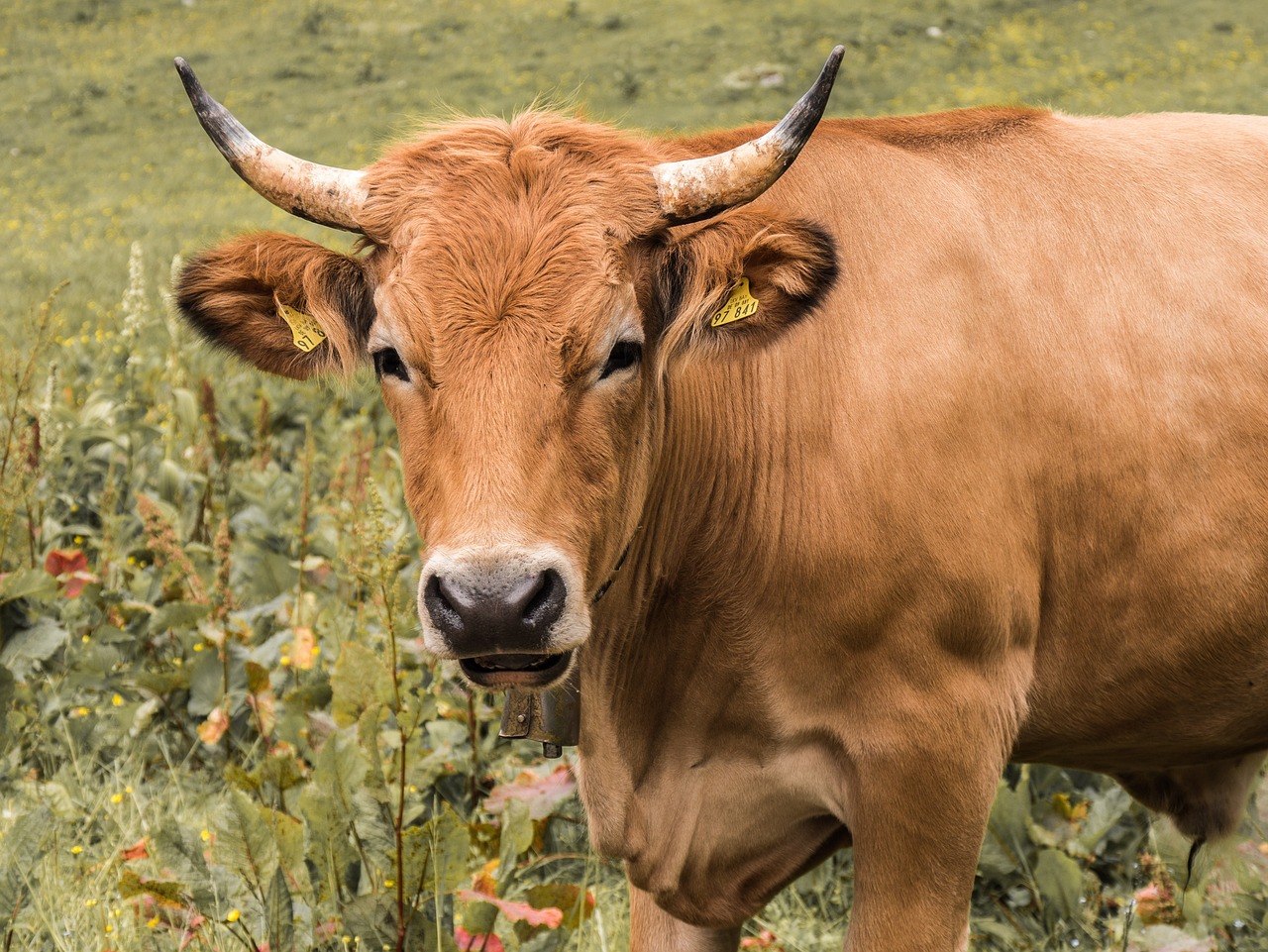 découvrez l'agriculture résiliente, une approche innovante et durable qui s'adapte aux défis environnementaux et économiques. apprenez comment cette méthode favorise la biodiversité, améliore la santé des sols et garantit une production alimentaire sûre pour les générations futures.