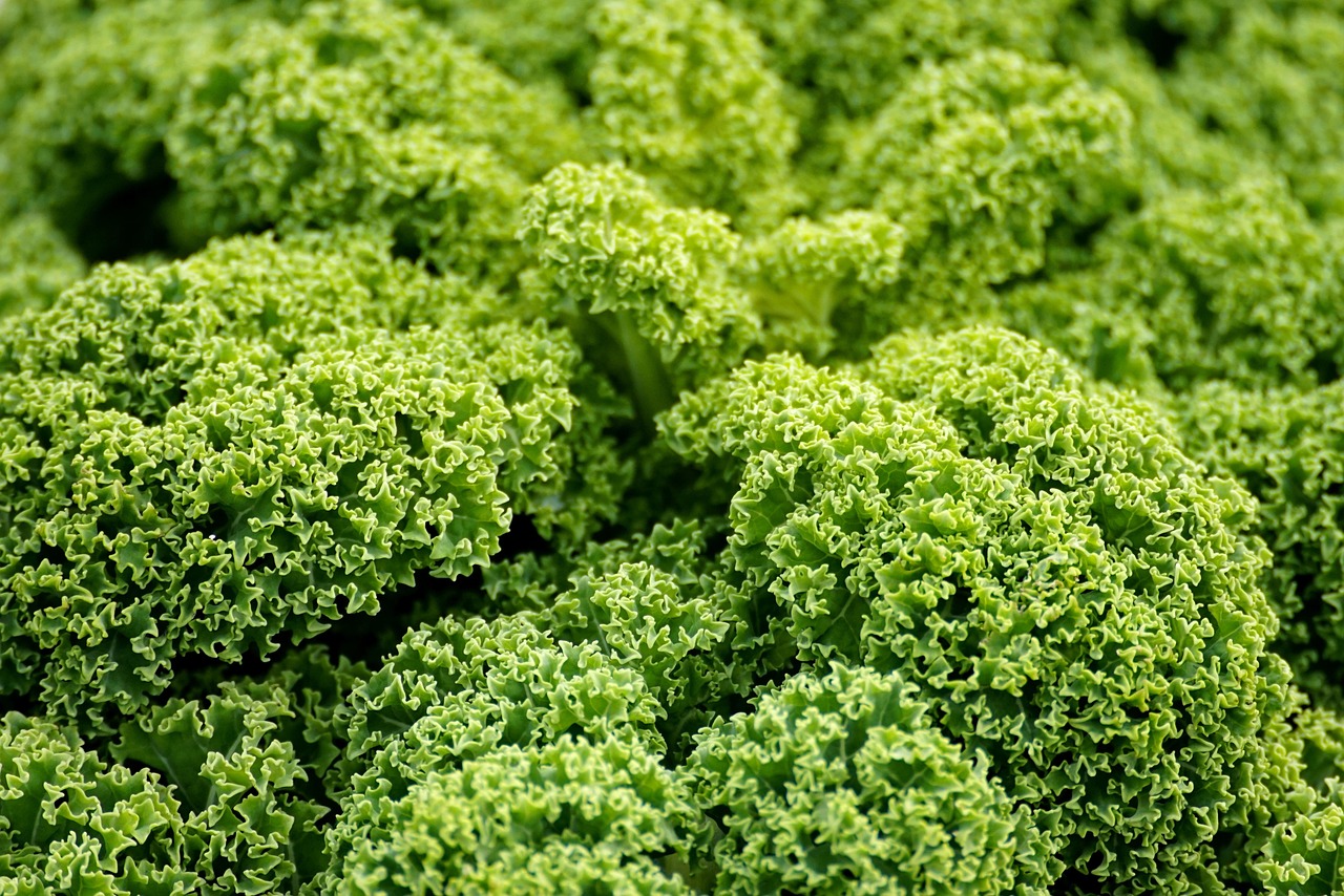 découvrez l'agriculture résiliente, une approche innovante qui combine durabilité et adaptation face aux changements climatiques. apprenez comment cette méthode favorise la santé des sols, la biodiversité et garantit des récoltes abondantes tout en respectant l'environnement.