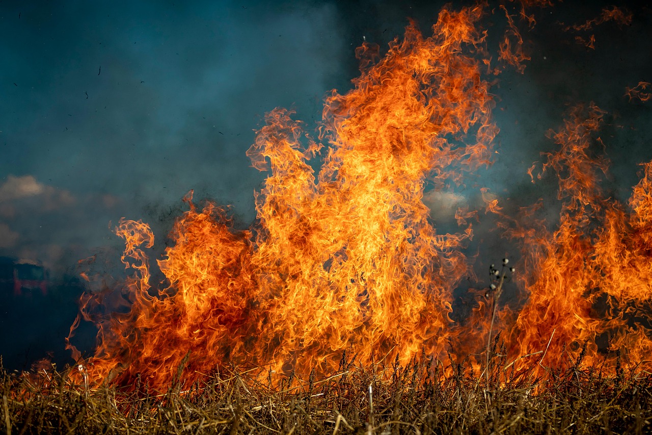 découvrez les ravages des feux de forêt, leurs causes, leurs impacts sur l'environnement et les efforts de prévention. apprenez comment protéger la nature face à ce phénomène de plus en plus fréquent.